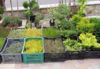 Drugi dzień obchodów Dni Ziemi Frysztackiej 2011