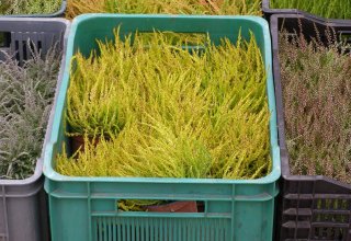Drugi dzień obchodów Dni Ziemi Frysztackiej 2011