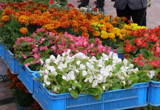 Drugi dzień obchodów Dni Ziemi Frysztackiej 2011