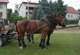 Piknik drobiowy 2013 zdjęcia