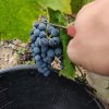 Winobranie 2026 Francja