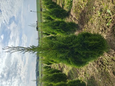 TUJA SZMARAGD wysokość 80-100 cm