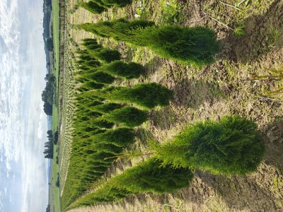 TUJA SZMARAGD wysokość 80-100 cm