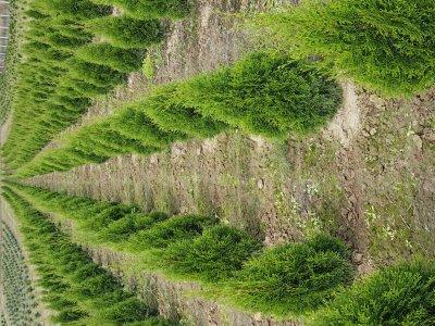TUJA SZMARAGD wysokość 80-100 cm
