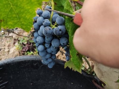 Winobranie 2026 Francja